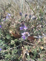 Veronica capsellicarpa