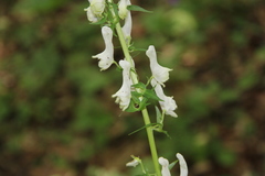 Aconitum orientale