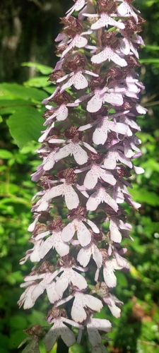 Lady Orchid