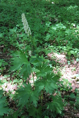 Aconitum orientale