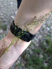 Ross Krisztina, CC BY, iNaturalist via GBIF Achnatherum virescens, photograph Ross Krisztina, CC BY, iNaturalist via GBIF