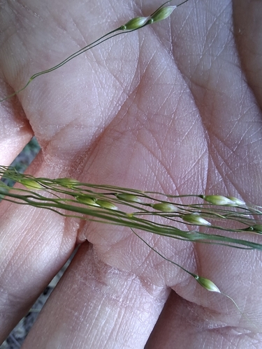 Achnatherum virescens, photograph 4