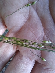 Ross Krisztina, CC BY, iNaturalist via GBIF Achnatherum virescens, photograph Ross Krisztina, CC BY, iNaturalist via GBIF