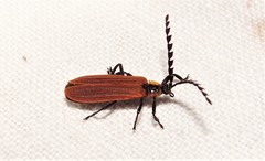 Trichalus ampliatus