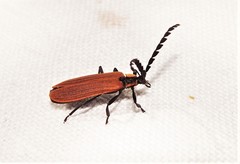 Trichalus ampliatus
