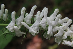 Aconitum orientale
