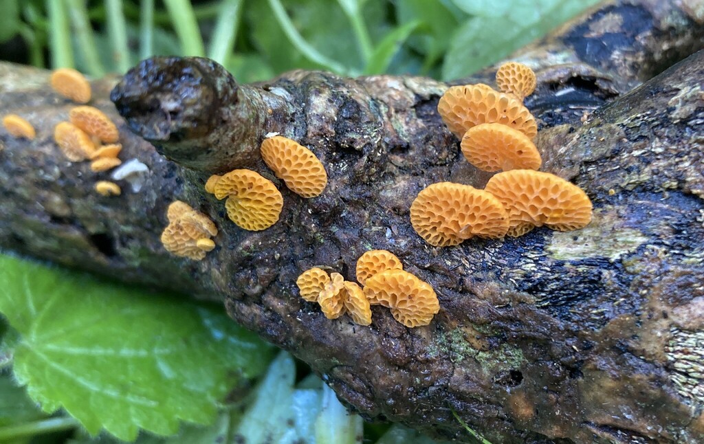 Favolaschia claudopus · April 2026 · photo: © melanienewfield (iNaturalist, cc-by)