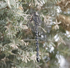 Austroaeschna parvistigma