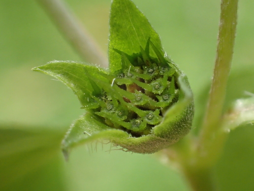Calyptocarpus vialis
