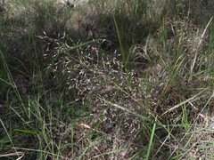 Capillipedium parviflorum