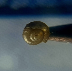 Punctoidea
