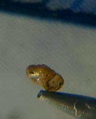 Punctoidea