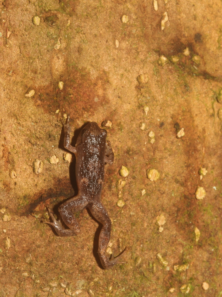 Lombok Cross Frog (Oreophryne monticola)