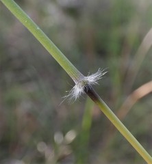 Capillipedium parviflorum