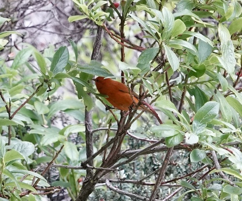 Loxops coccineus observed 2026-05-08