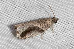Statherotis pendulata