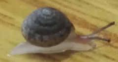 Kaliella depressa