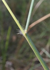 Capillipedium parviflorum