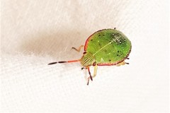 Ocirrhoe unimaculata