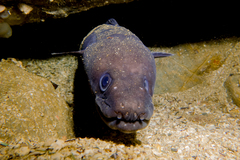 Conger verreauxi