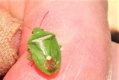 Ocirrhoe unimaculata