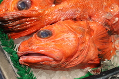 Sebastolobus alascanus