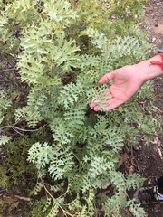 Grevillea bipinnatifida