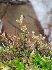 Thamnobryum