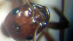 Polyergus rufescens
