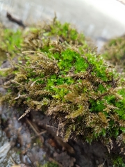 Thamnobryum