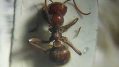 Polyergus rufescens