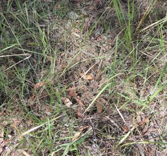 Capillipedium parviflorum