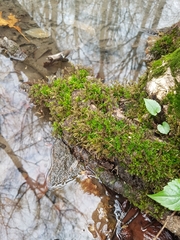 Thamnobryum