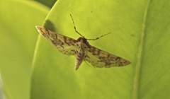 Conogethes haemactalis