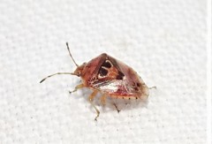 Eupolemus angularis