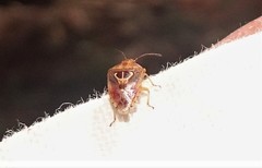 Eupolemus angularis