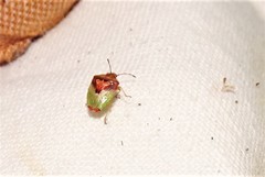 Eupolemus angularis