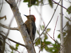 Melanerpes pygmaeus