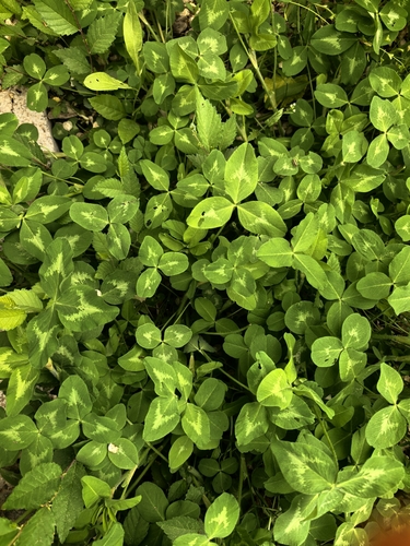 white clover