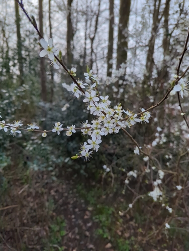 Prunus spinosa