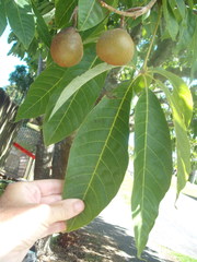 Aesculus indica