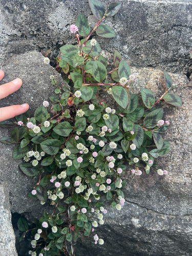 pink knotweed