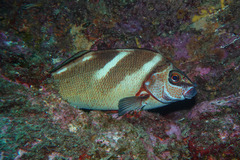 Morwong ephippium