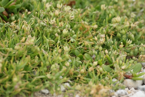 Spergularia marina observed 2026-05-09