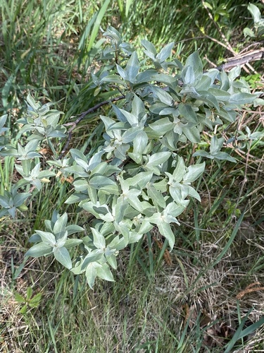 silverberry (Elaeagnus commutata)
