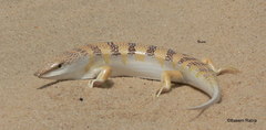 Sandfish Skink photo 2