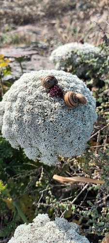 Theba pisana