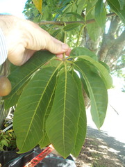 Aesculus indica