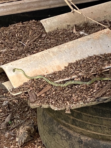 Golden Tree Snake
