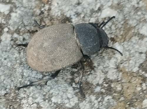 Phymatiotris quadricollis